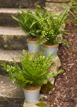 Potted Fern Plant 14.5" Plastic in Tin Pot with Jute Accent (Set of 3) by Melrose