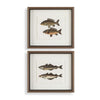 Framed fish prints set