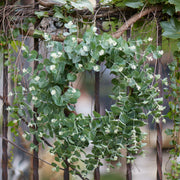 Melrose Seeded Eucalyptus Grapevine Wreath 28