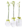 Two's Company 7427 Sleek And Chic Vase Trio with Green Ribbon