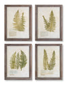 Melrose Wood Framed Fern Encyclopedia Prints Under Glass (Set of 4)