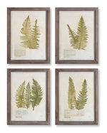 Melrose Wood Framed Fern Encyclopedia Prints Under Glass (Set of 4)