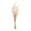 Natural-Tone Bunny Tail Stems for Arrangement or Display