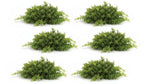 Spring Mini Leaf Foliage Half Orb 13"L – Faux Greenery, Set of 6 by Melrose