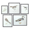 Melrose Wood Framed Encyclopedia Bird Print (Set of 5)