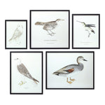 Melrose Wood Framed Encyclopedia Bird Print (Set of 5)