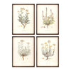 Melrose Wood Framed Encyclopedia Floral Print Under Glass (Set of 4)