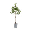 Decorative Potted Olive Tree for Home Decor