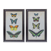 Melrose Framed Encyclopedia Butterfly Print Under Glass (Set of 2)