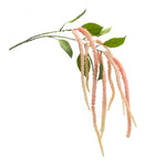 Set of 4 Amaranthus Stems – 53.25"H – Vibrant Home Arrangement – By Melrose