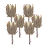 Protea Faux Stems – 20"H – Set of 6 for Tabletop & Home Styling – By Melrose