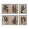 Melrose Framed Fern Print (Set of 6)