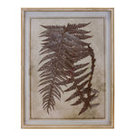 Framed Fern Print (Set of 6)
