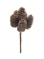 Pine Cone Bundle 