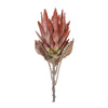 Melrose Orange Protea Flower Stem (Set of 2)