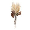 Melrose Beige Protea Flower Stem (Set of 2)