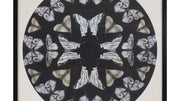 butterfly print wall decor