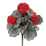 Geranium Plant Accent Bush