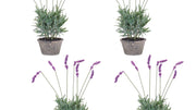 Contemporary Faux Lavender in Cement Pots – Set of Four