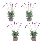 Artificial Lavender Plant Set for Indoor Decoration