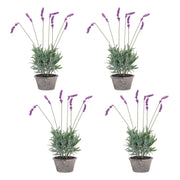 Artificial Lavender Plant Set for Indoor Decoration