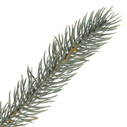 Vickerman A164860 60