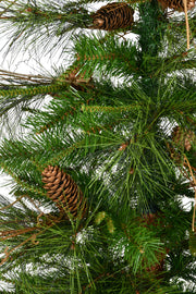 Vickerman A807560 6' Ashland Artificial Christmas Tree Unlit