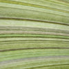 Close-up of green and brown striped fabric texture