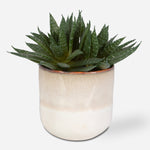 Uttermost 60213 Doha Succulent Accent in Ombre Glazed Ceramic Pot