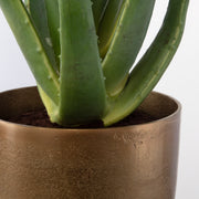 Uttermost – Arabia Aloe Indoor Faux Plant 37