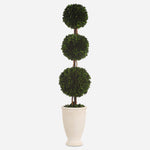 Uttermost 60223 Preserved Boxwood Triple Topiary in White Terracotta Planter