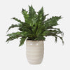 Uttermost 60229 Verdure Fern in Textured Tan Glazed Ceramic Pot with Lush Green Bird's Nest Foliage