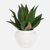 tierra agave centerpiece
