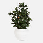 Uttermost Elena Mediterranean Faux Olive Branch Arrangement in Sculptural Etched Off-White Vase – 28" Botanical Centerpiece