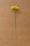 Yellow flower on a brown background