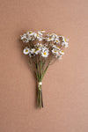Bouquet of white flowers with green stems on a brown background