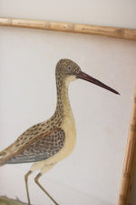 Wall Art, Framed Shorebirds Under Glass 24"H – Coastal Brown Wall Decor, Set of Two by Kalalou