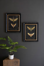 Framed Wall Art, Moth Prints Under Glass 18"H – Black Framed Insect Art, Set of Two by Kalalou