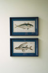 Coastal Wall Art, Navy Framed Fish Prints Under Glass – Set of Two by Kalalou