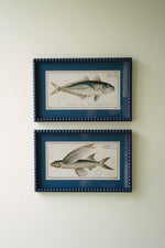 Framed Wall Art, Fish Prints Under Glass 12.5"H – Navy Framed Coastal, Set of Two by Kalalou