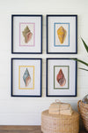 Four framed prints of colorful shells on a wall with a woven stool and plant in the foreground.