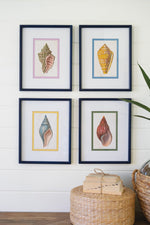 Shell Illustrations – 16" Tall Framed Wall Decor Set of 4 by Kalalou