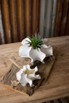 Organic ceramic planter set of two