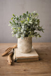 Potted plant on an open book with a wooden surface and neutral background