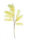 Feathery Frond Artificial Stems for Tall Vase Displays Set of 6
