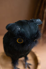 Kalalou Halloween Owl Decoration for Seasonal Home Display