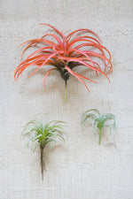 Small Artificial Air Plant 4.5"H Plastic & Wire Botanical Accent – Green Faux Succulent Decor (Set of 6) By Kalalou