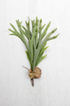 Artificial Staghorn Fern Stem – Large Faux Greenery by Kalalou