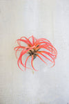 Faux Red Air Plant – Decorative Artificial Succulent