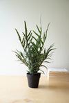 Potted plant on a wooden surface with a light background
